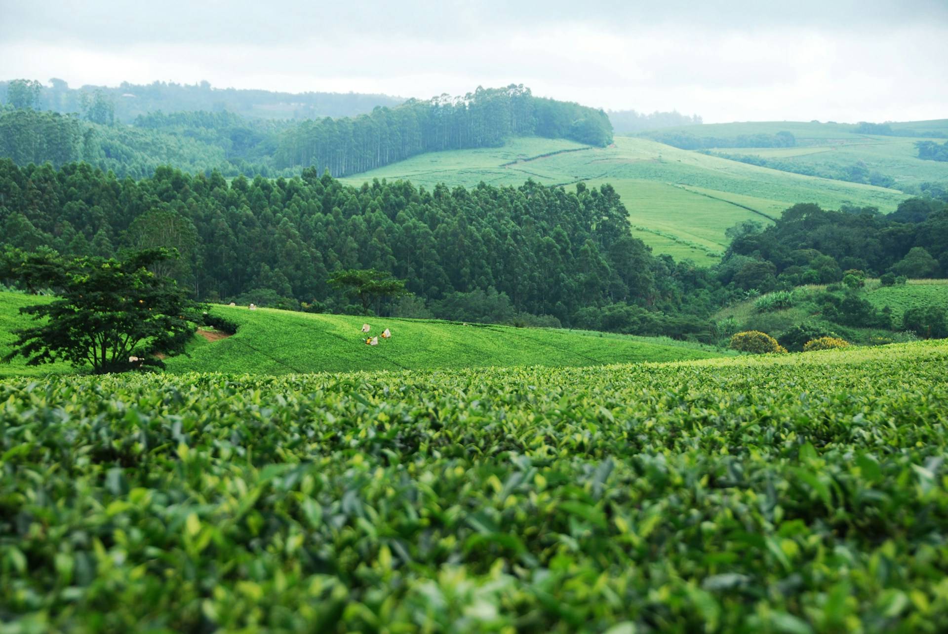 Malawi