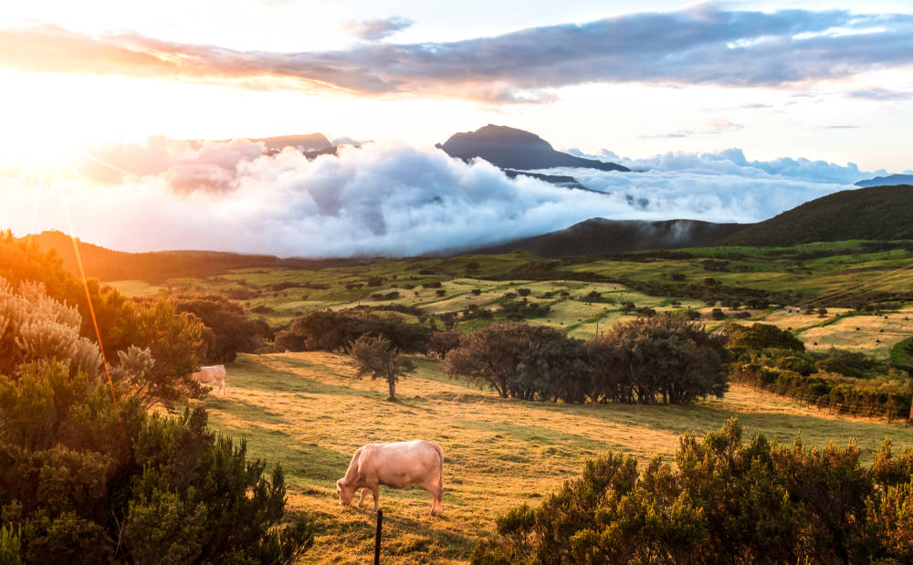 Réunion