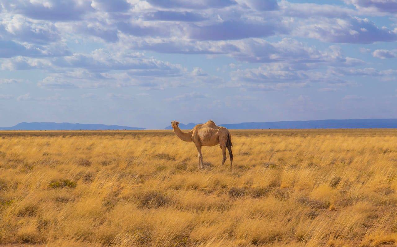 Somalia